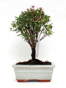 Syzingium buxifolium bonsai