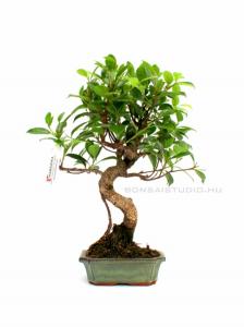 Ficus retusa- Gumifa 15S (15cm- es tálban)