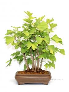 Ginkgo biloba bonsai 1.
