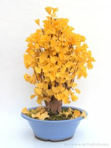 Ginkgo biloba bonsai előanyag 01.