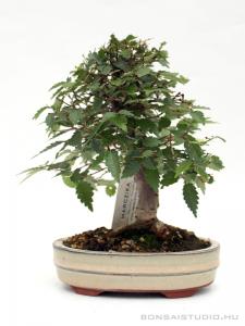 Zelkova serrata bonsai 02.