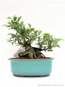 Ficus retusa bonsai mázas tálban 03.