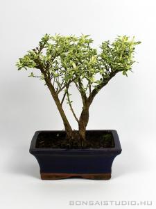 Serissa foetida 'Variegata' - Tarka levelű Ezercsillag fa bonsai