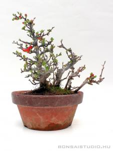 Chaenomeles japonica shohin bonsai 05.