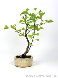 Ginkgo biloba bonsai 03.