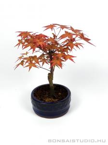 Japán juhar bonsai kerek tálban 02.