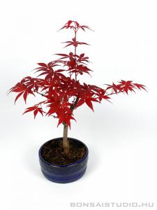 Japán juhar bonsai kerek tálban 03.