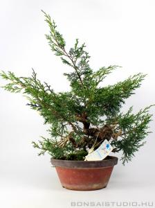 Boróka pre bonsai - Juniperus chinensis 'Itoigawa' 3.