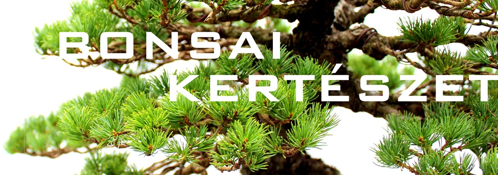 bonsai kerteszet bonsai gondozas bonsai eloanyagok prebonsaiok es konteneres bonsai fa a marczika kerteszetbol